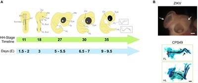 From the Farm to the Lab: How Chicken Embryos Contribute to the Field of Teratology